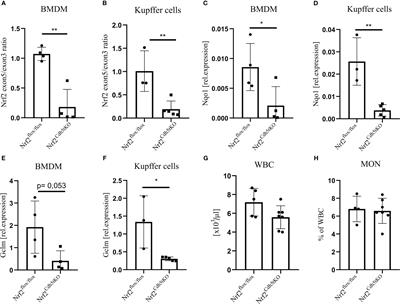 Single-cell transcriptomics reveals subtype-specific molecular profiles in Nrf2-deficient macrophages from murine atherosclerotic aortas